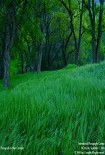 Читать книгу Всадник (рабочее название)