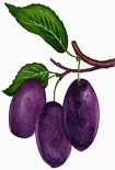 Читать книгу Сливы