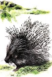 Читать книгу Иглоносец