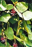 Читать книгу Падшие