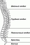 Читать книгу Здоровый позвоночник